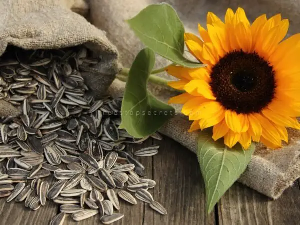 How to Get Seeds from Sunflowers: Easy Step-by-Step