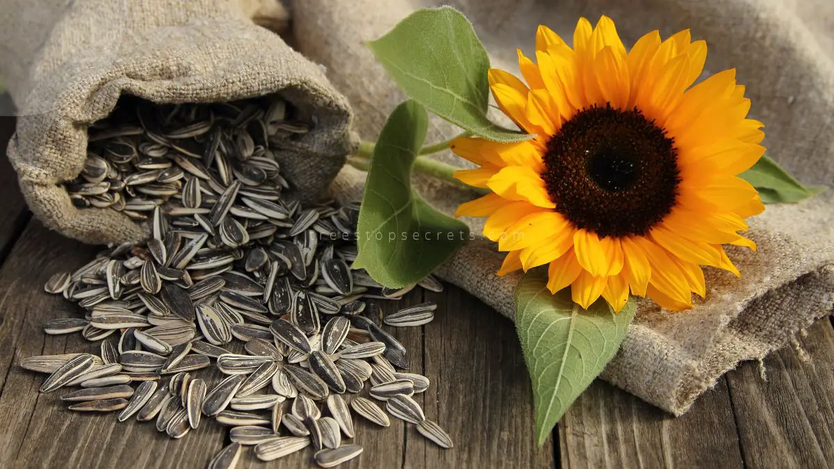 How to Get Seeds from Sunflowers: Easy Step-by-Step