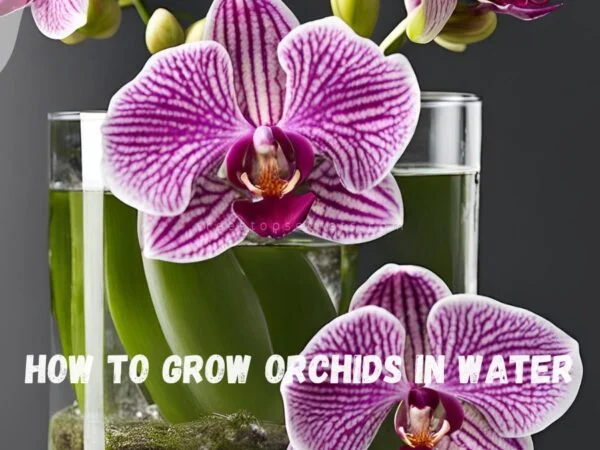 How to Grow Orchids in Water: Easy Water Culture Tips