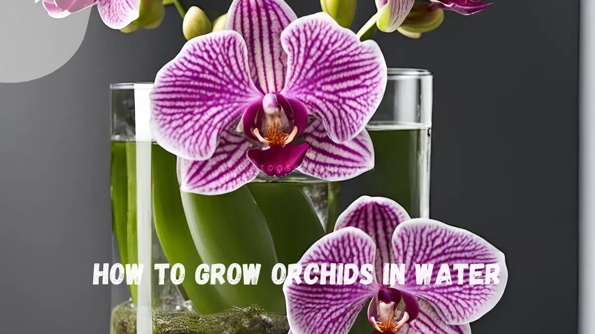 How to Grow Orchids in Water: Easy Water Culture Tips