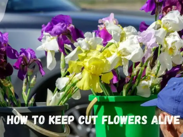 How to Keep Cut Flowers Alive: Florists' Longevity Tips