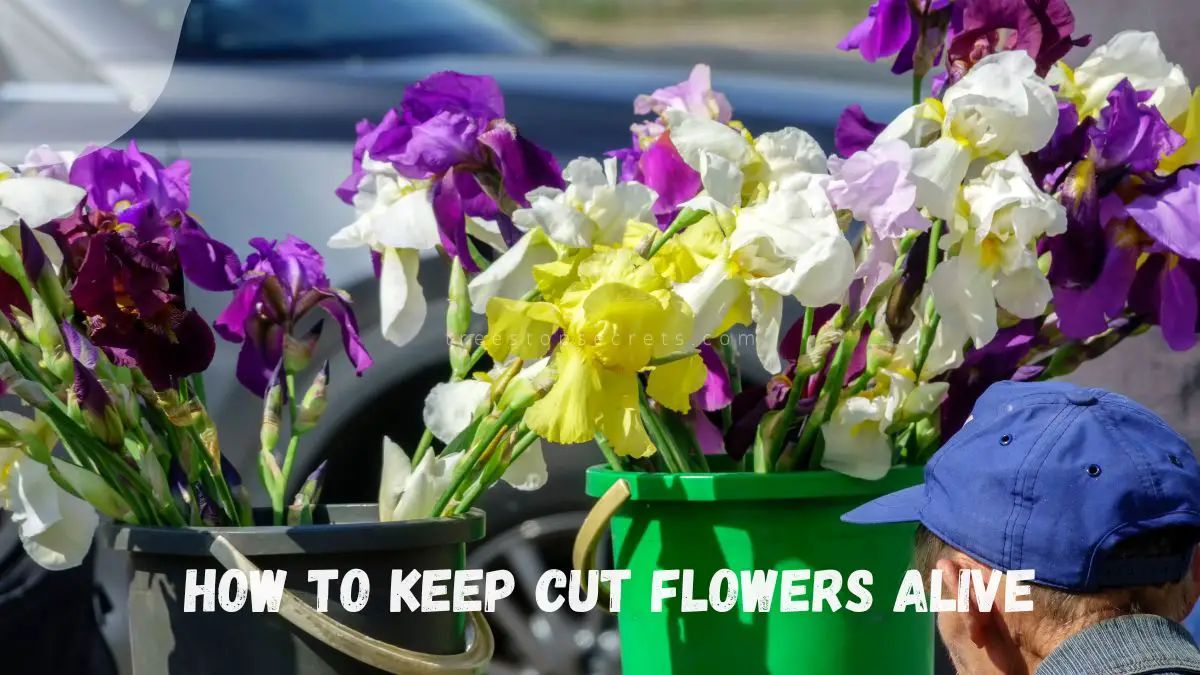 How to Keep Cut Flowers Alive: Florists' Longevity Tips