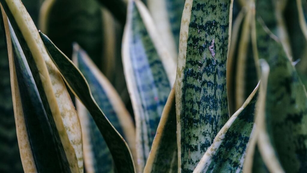 How to Know if Snake Plant is Dying