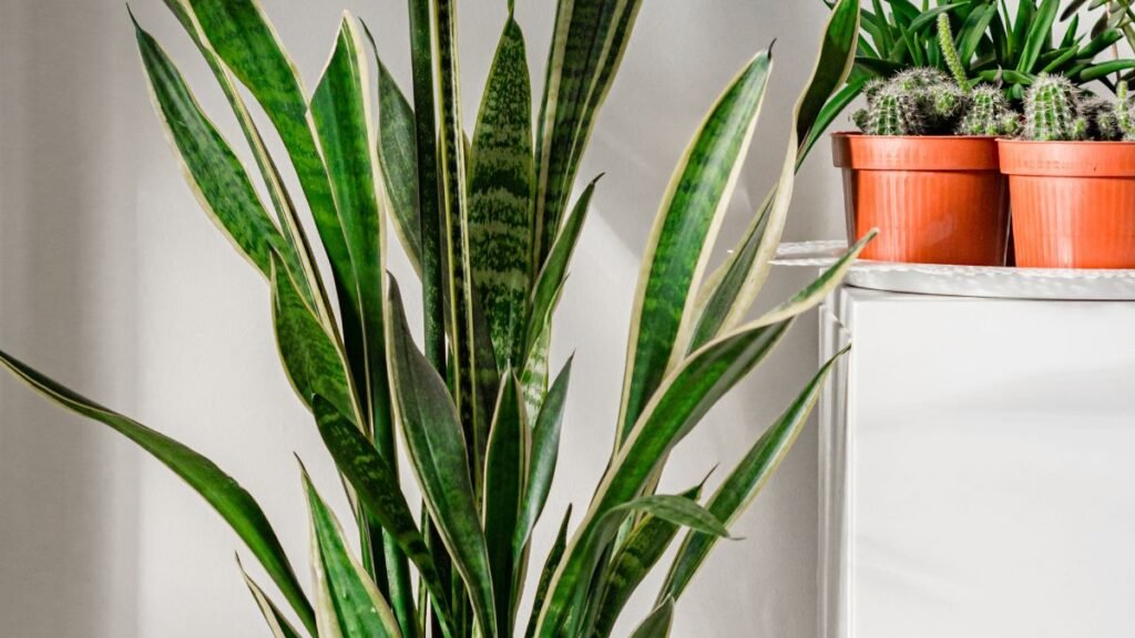 How to Know if Snake Plant is Dying