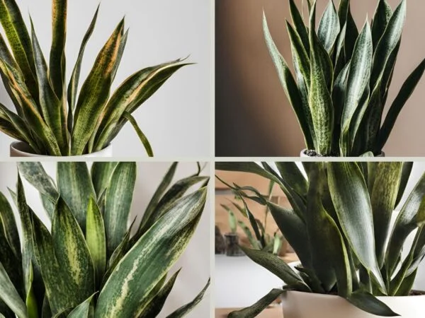 How to Know if Snake Plant is Dying: Signs to Watch Out For