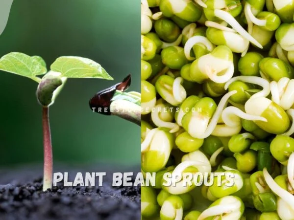 How to Plant Bean Sprouts: Step-by-Step Guide