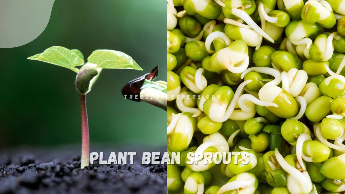 How to Plant Bean Sprouts: Step-by-Step Guide