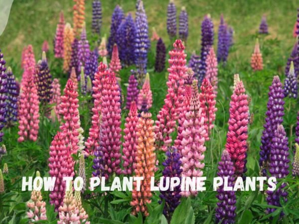 How to Plant Lupine Plants: Choosing the Perfect Variety