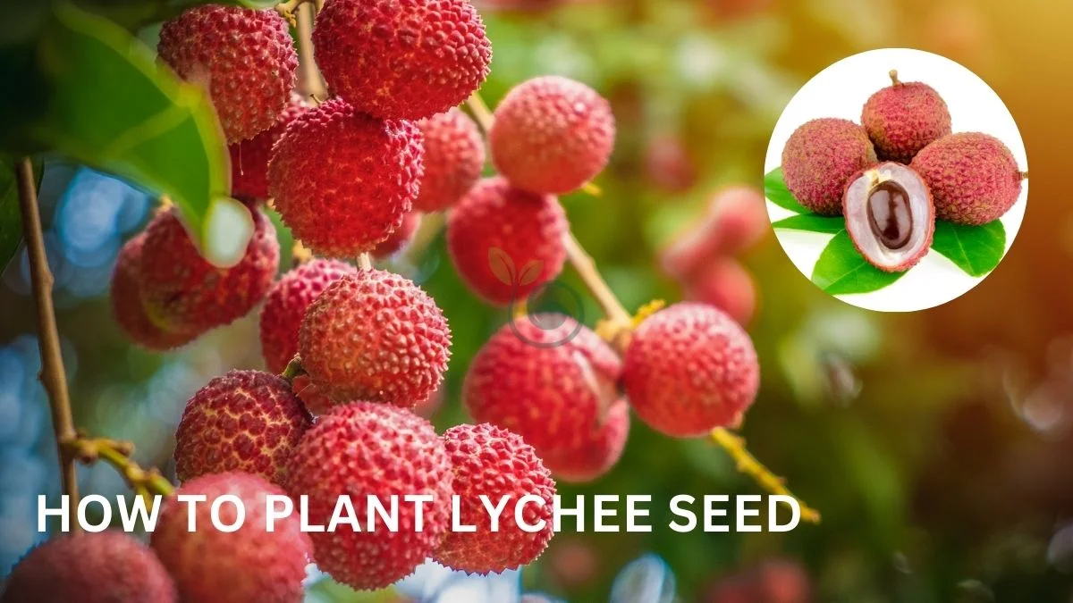 How to Plant Lychee Seed: Grow Your Own GreenThumbMag