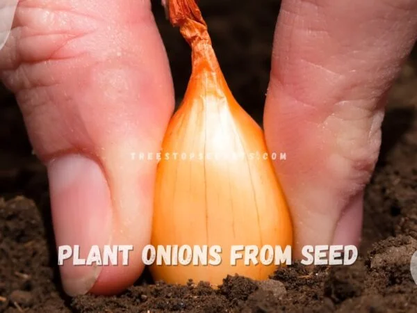 How to Plant Onions from Seed: Ultimate Guide