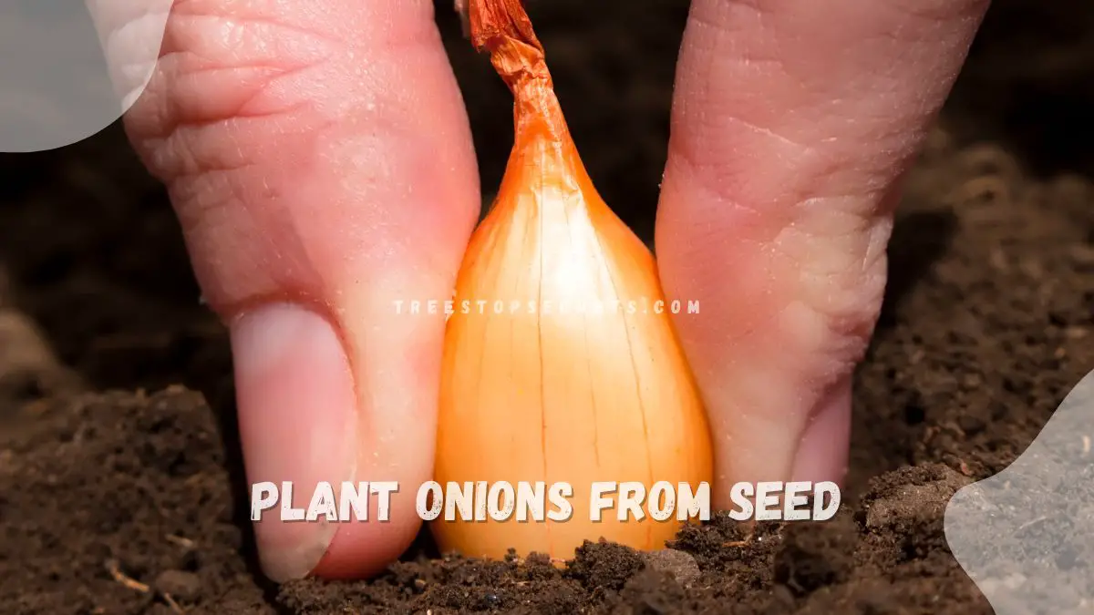 How to Plant Onions from Seed: Ultimate Guide