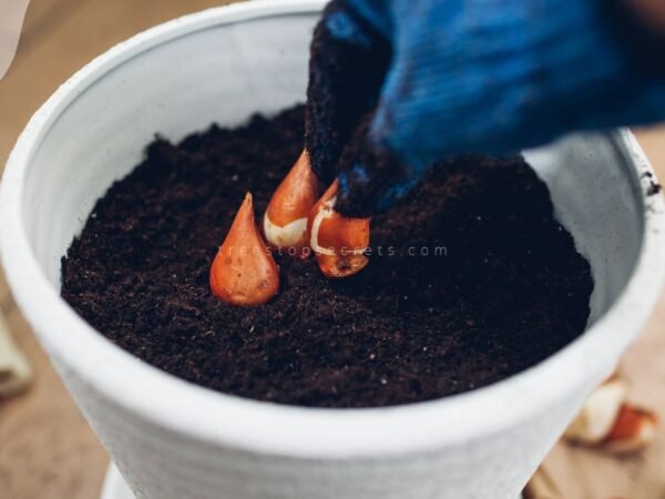How to Plant Tulip Bulbs in Containers - Step-by-Step Guide