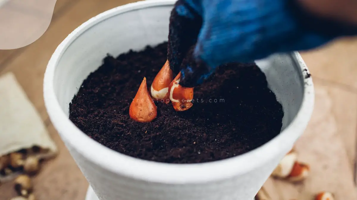 How to Plant Tulip Bulbs in Containers - Step-by-Step Guide