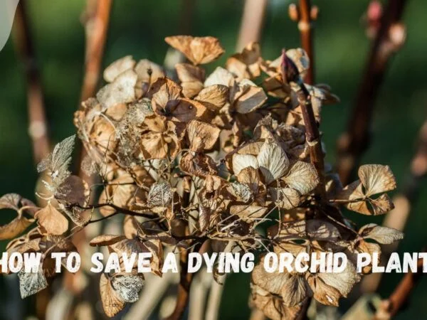 How to Save a Dying Orchid Plant: Revive with Soaking!