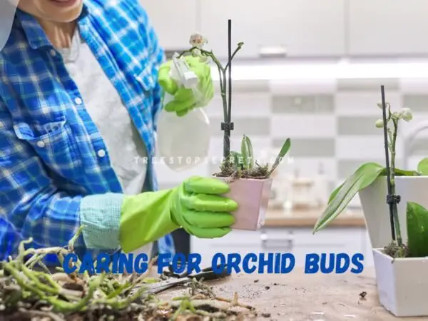 How to Take Care of a Orchid Plant Indoors: Expert Growing Tips