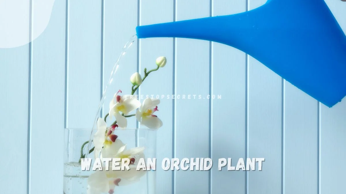 How to Water an Orchid Plant: Mastering Thriving Plants