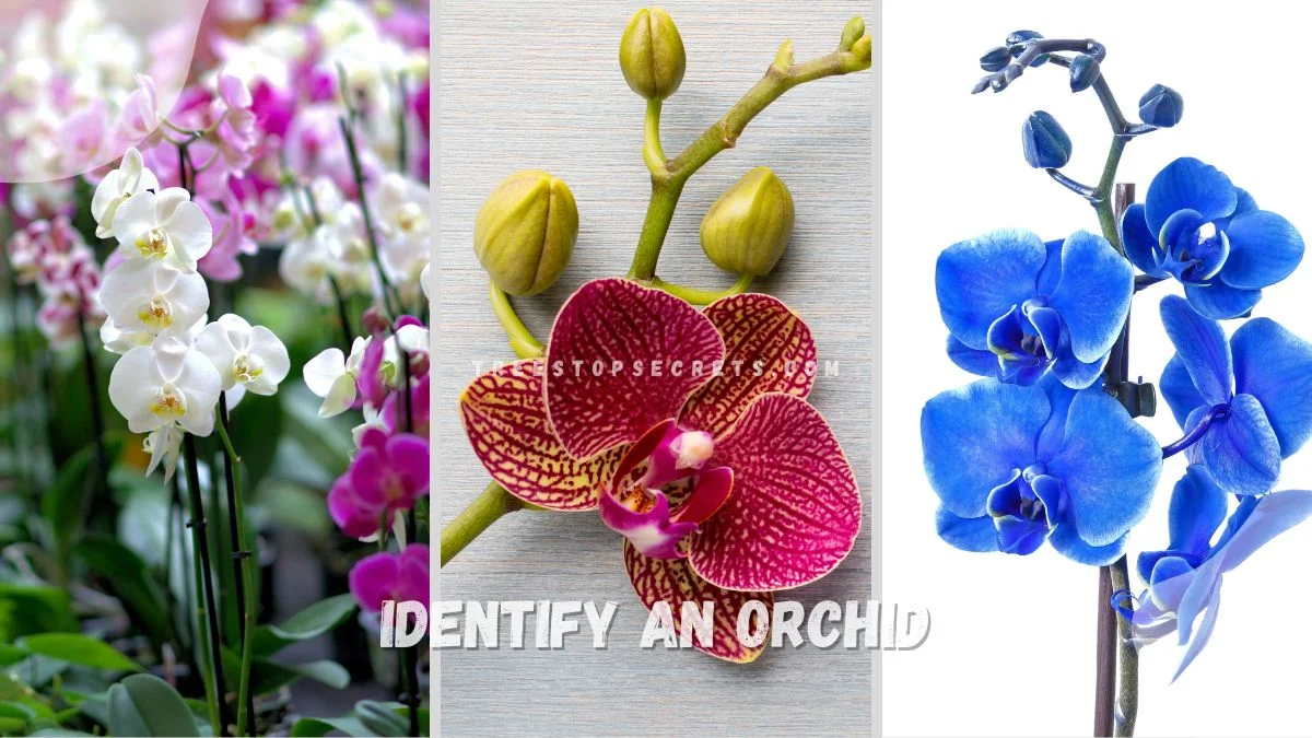 Identify an Orchid: Best Potting Mix Guide