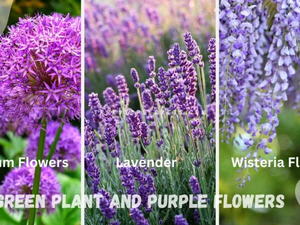 Green Plant Purple Flowers: Top 3 for Your Garden