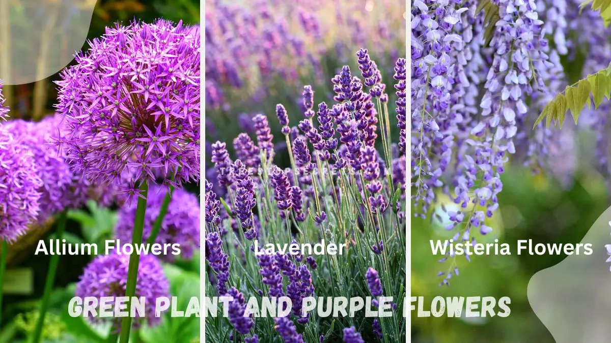 Green Plant Purple Flowers: Top 3 for Your Garden