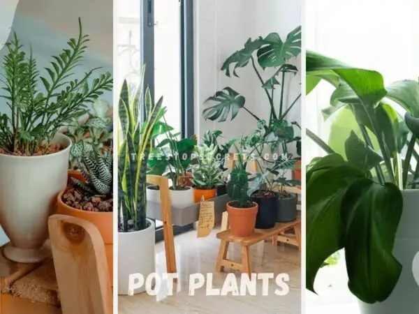 Indoor Flower Pot Plants: Stylish Selection Guide