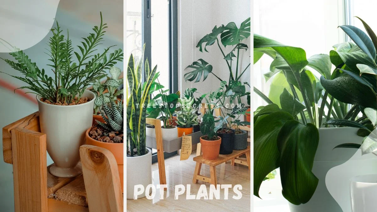 Indoor Flower Pot Plants: Stylish Selection Guide