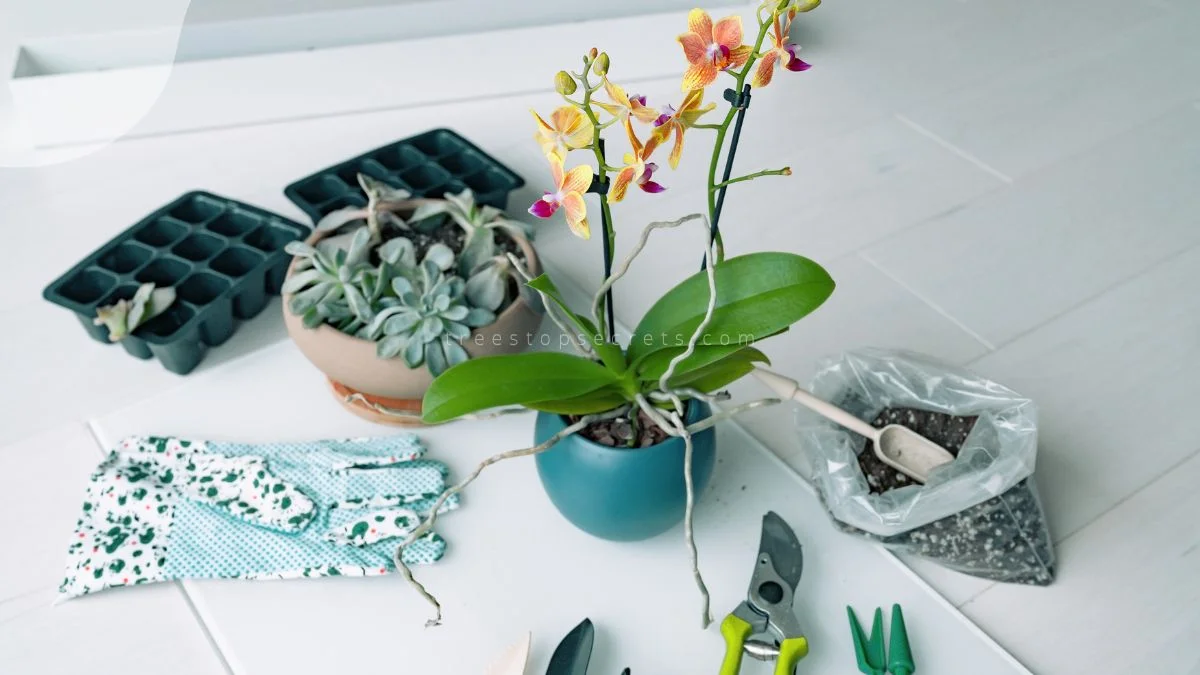 Indoor Orchid Planter: Boosting Health & Appeal