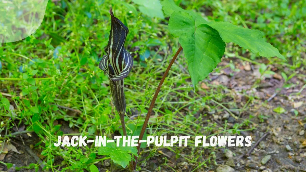 Jack-in-The-Pulpit Flowers: Characteristics and Blooming Tips