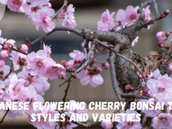 Japanese Flowering Cherry Bonsai Tree Styles and Varieties