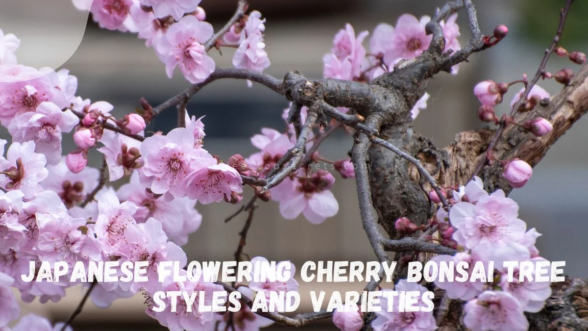 Japanese Flowering Cherry Bonsai Tree Styles and Varieties