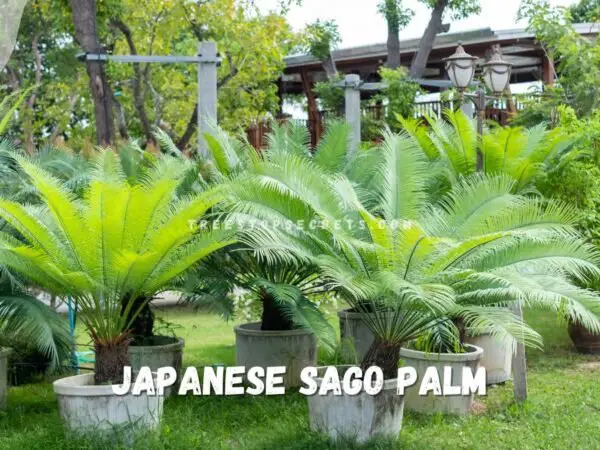 Japanese Sago Palm Care: Essential Tips for Healthy Growth