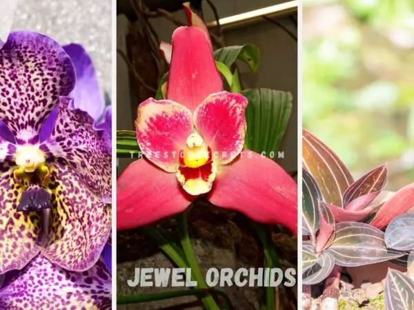 Mastering Jewel Orchids: A Comprehensive Guide