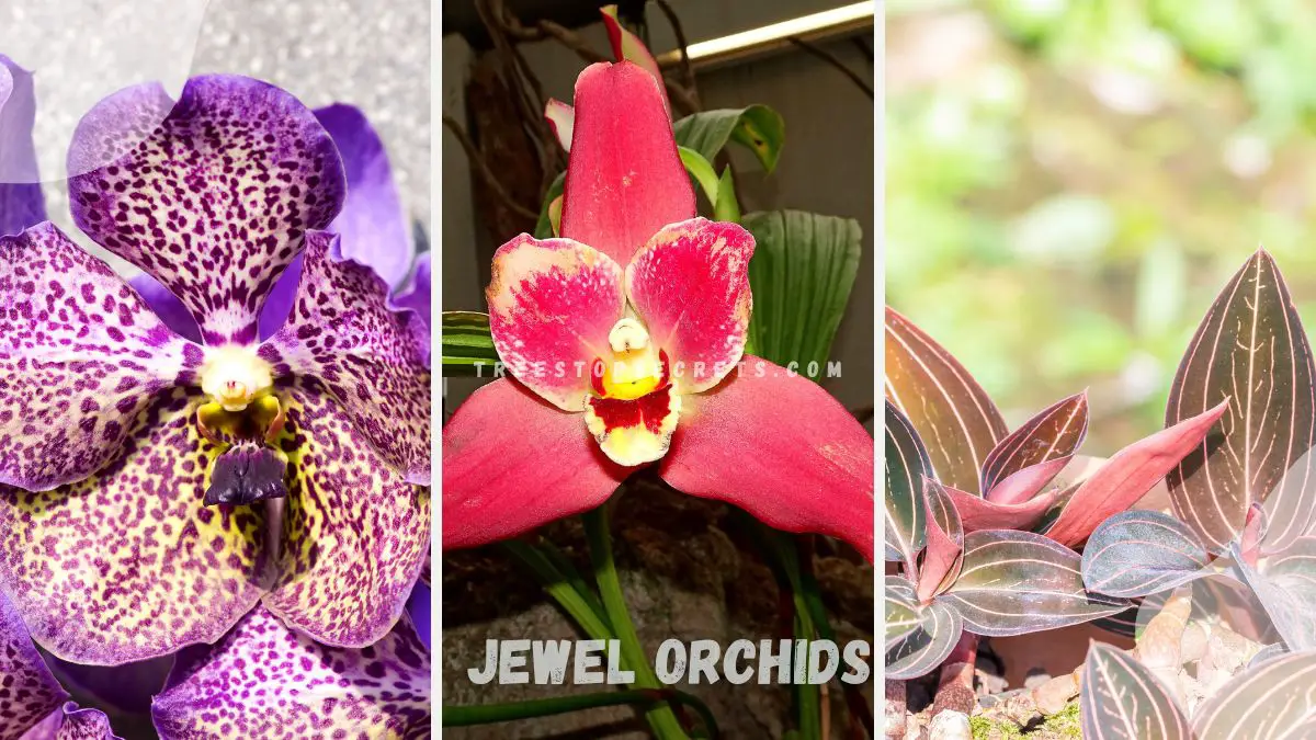 Mastering Jewel Orchids: A Comprehensive Guide