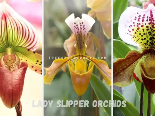 Unveiling the Beauty: Lady Slipper Orchids and Their Enigmatic Charm