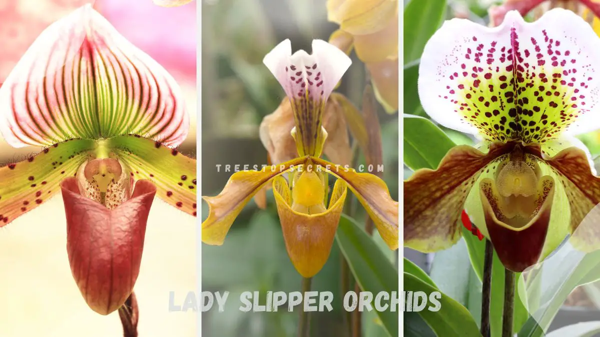 Unveiling the Beauty: Lady Slipper Orchids and Their Enigmatic Charm