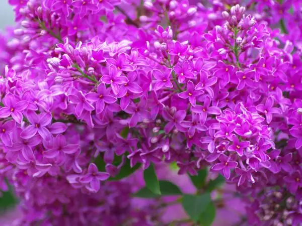 When Does Lilac Flower? Best Timing Tips