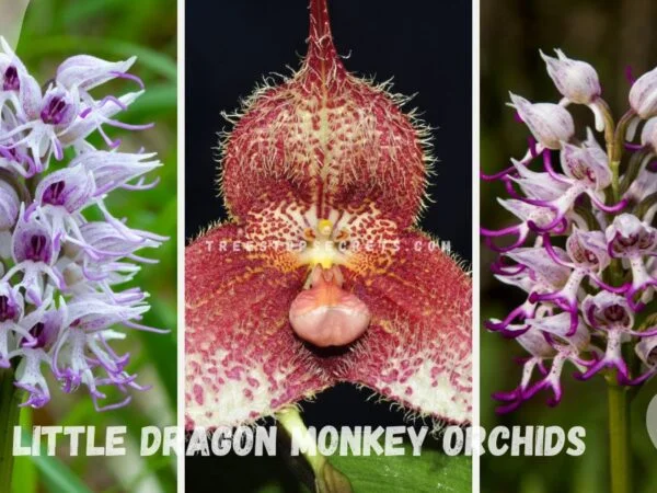 Little Dragon Monkey Orchids: A Guide to Growing and Caring for Them