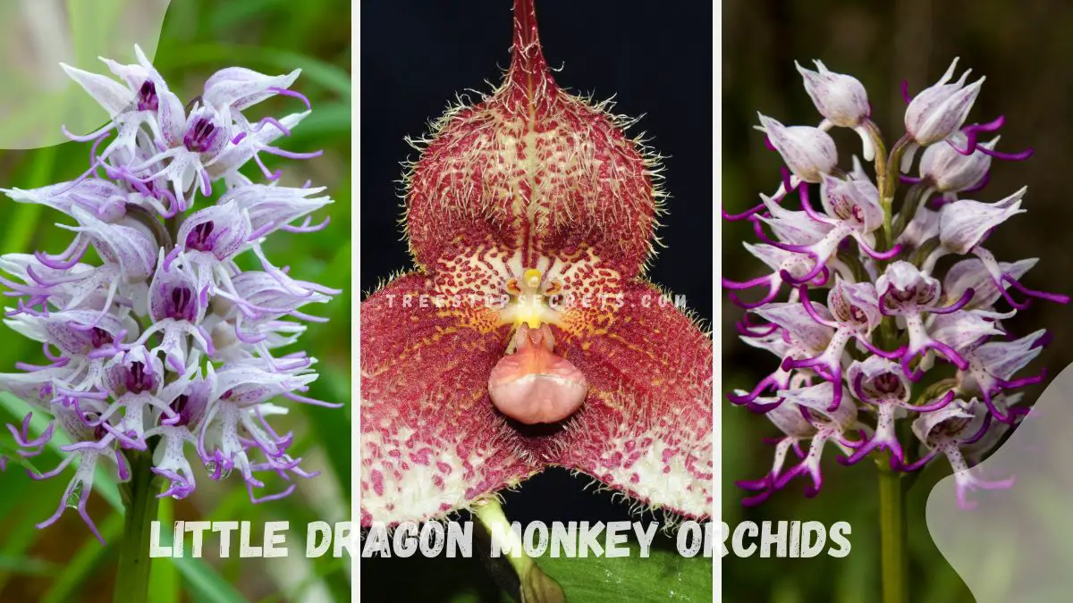 Little Dragon Monkey Orchids: A Guide to Growing and Caring for Them