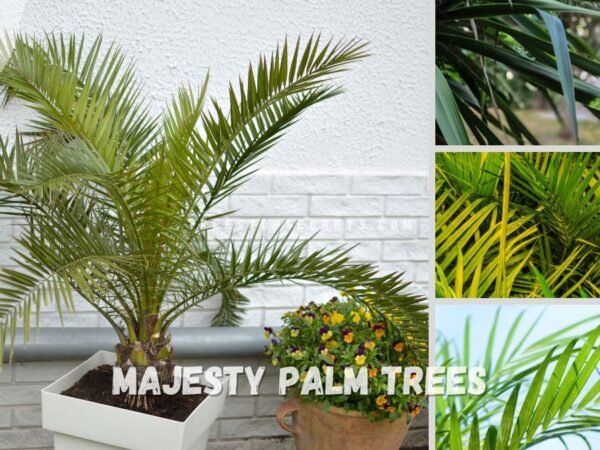 Majesty Palm Trees: Ultimate Growing Guide