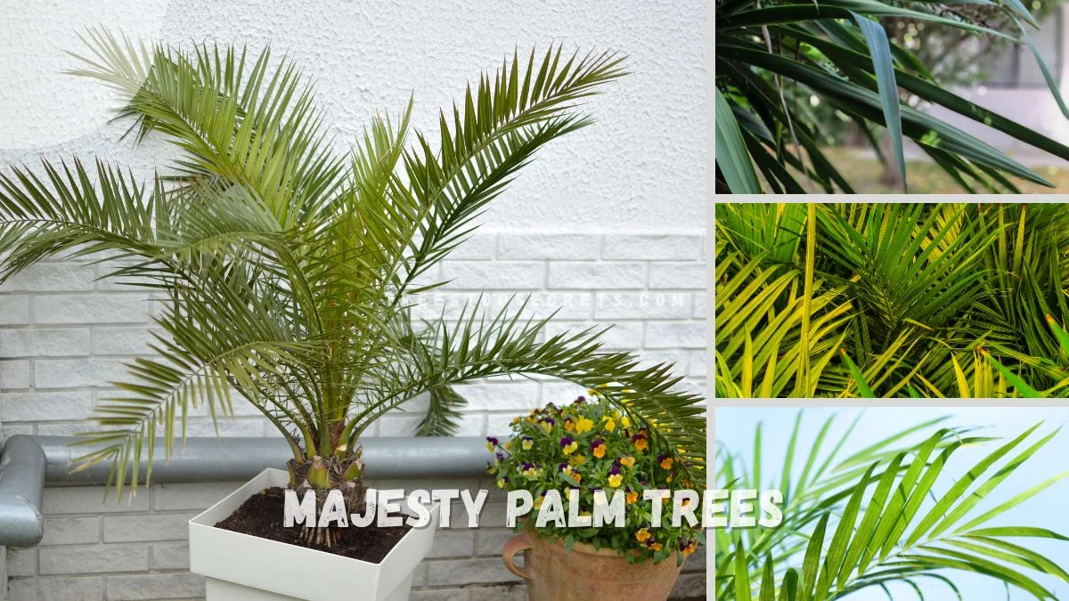 Majesty Palm Trees: Ultimate Growing Guide