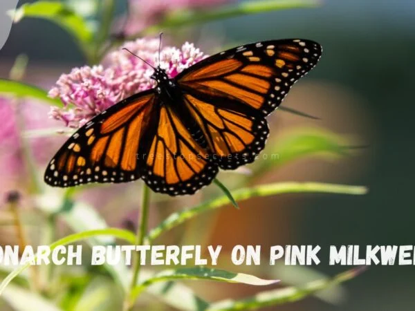Milkweed Plant Monarch: Pollinator Paradise