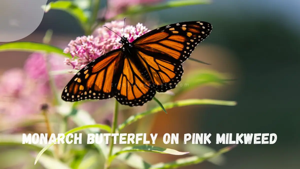 Milkweed Plant Monarch: Pollinator Paradise