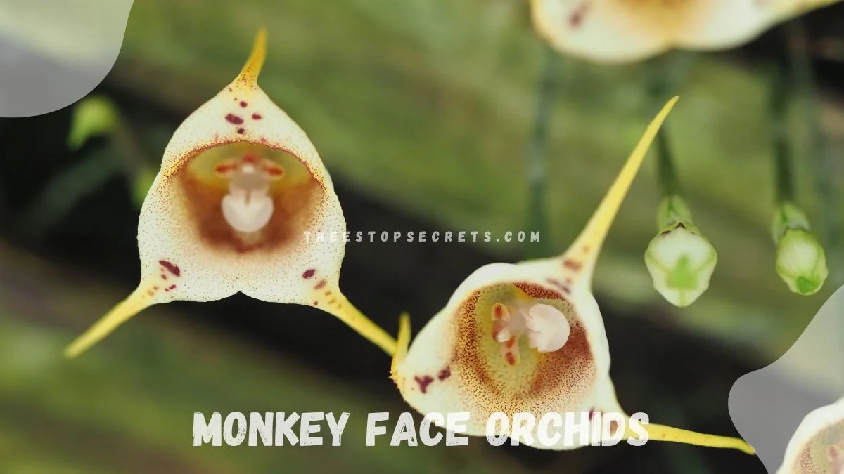 Monkey face orchid plant - A Complete Guide