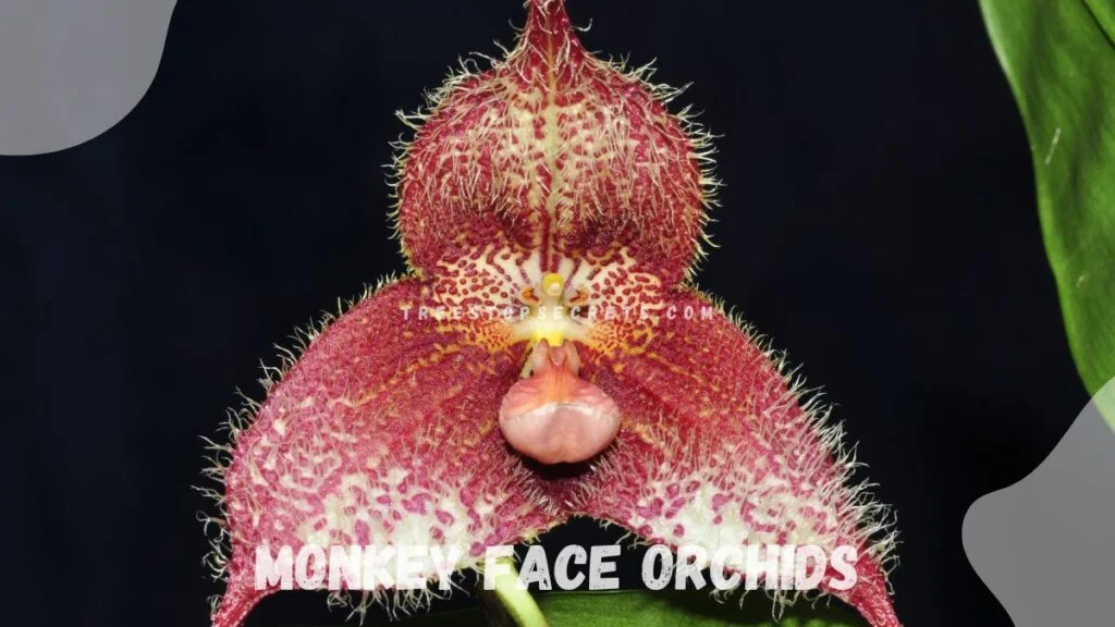 Monkey Face Orchids