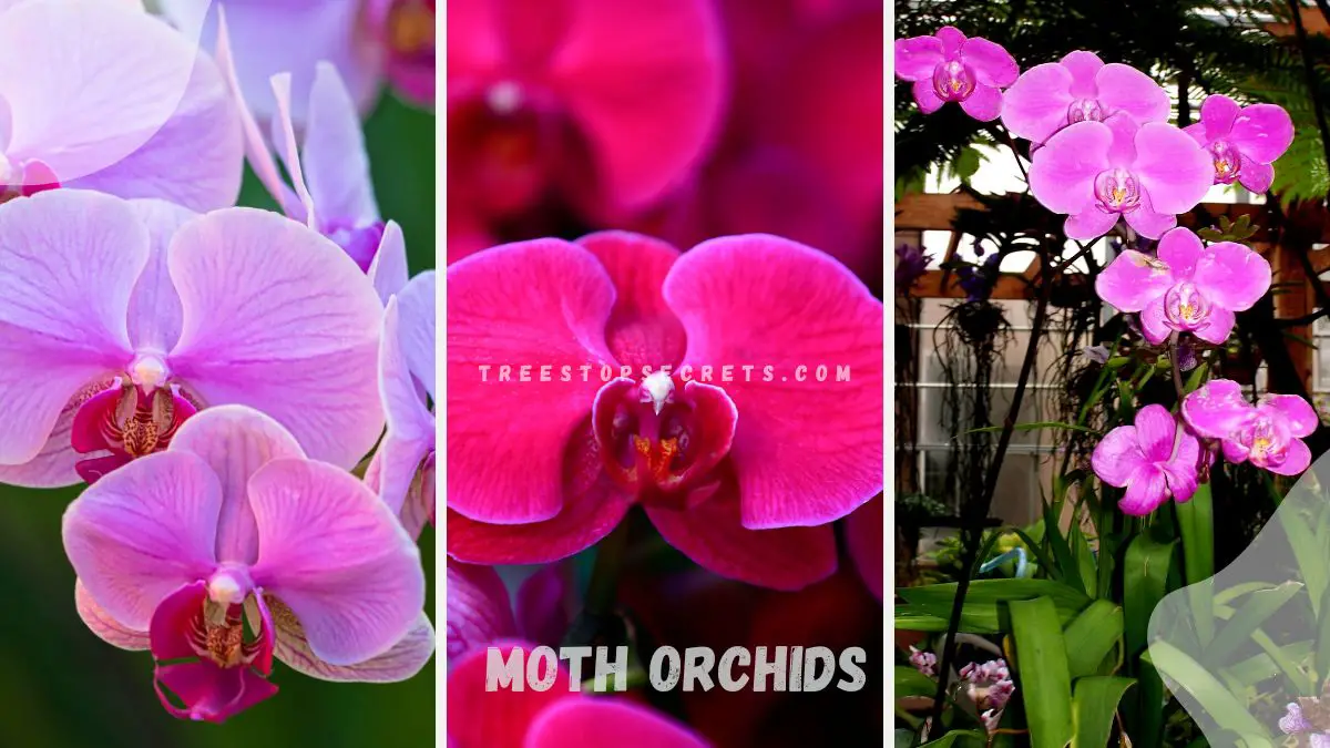 Understanding Moth Orchids: A Comprehensive Guide