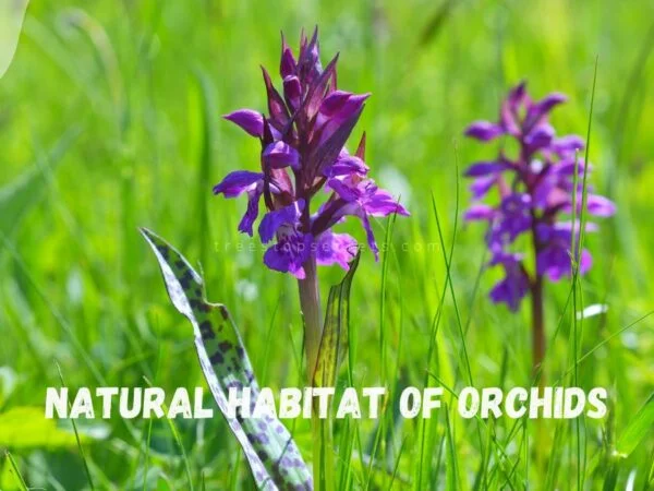 Natural Habitat of Orchids: Journey Through Environments