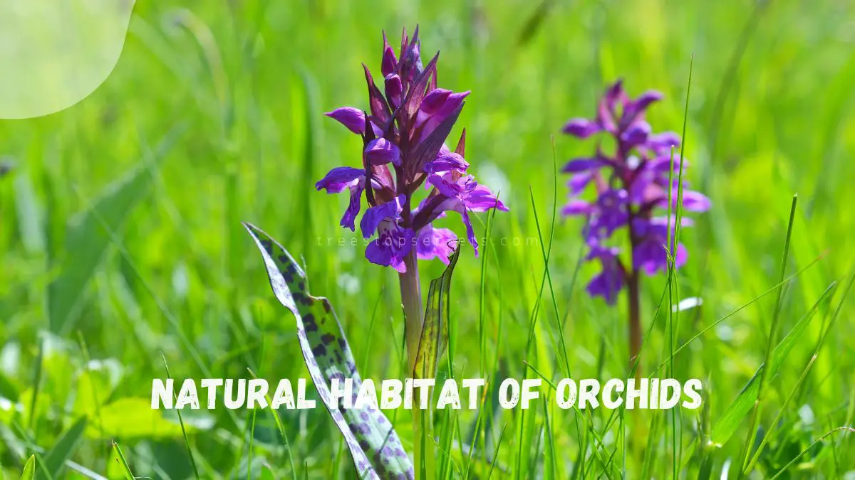 Natural Habitat of Orchids: Journey Through Environments