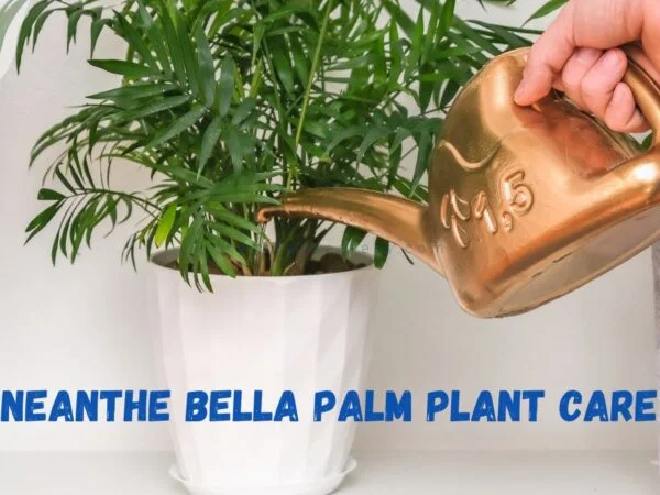 Neanthe Bella Palm Plant Care: Ultimate Guide