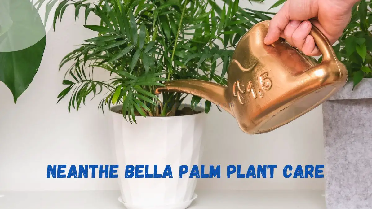 Neanthe Bella Palm Plant Care: Ultimate Guide