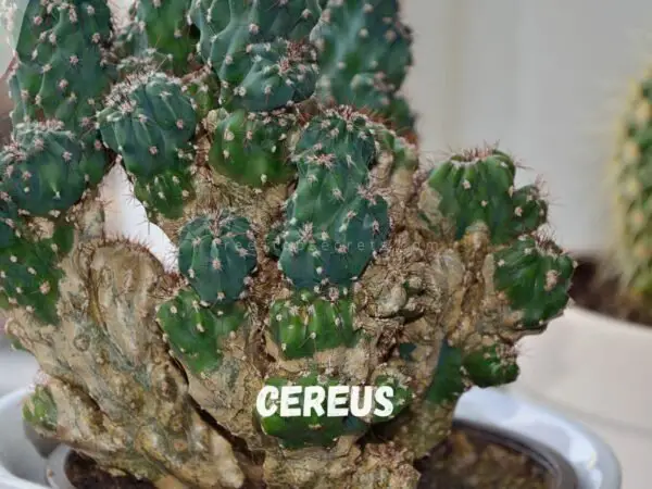 Night Bloomer Plant: Ultimate Guide to Cereus
