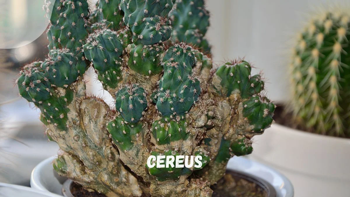 Night Bloomer Plant: Ultimate Guide to Cereus